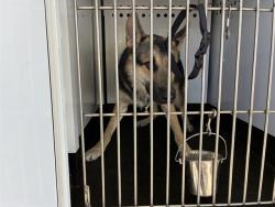 Shelter Stray Male Dog last seen Near BLOCK E NUGGET AVE, SPARKS NV 89431, 2825 Longley Ln Suite A, Reno, NV 89502, USA