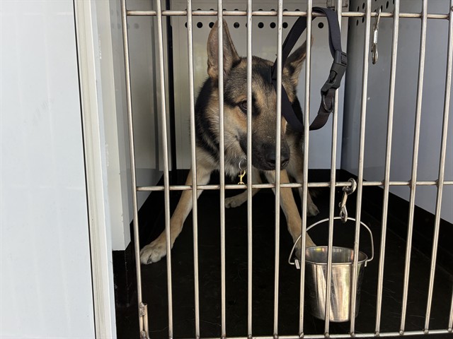 Shelter Stray Male Dog last seen Near BLOCK E NUGGET AVE, SPARKS NV 89431, 2825 Longley Ln Suite A, Reno, NV 89502, USA