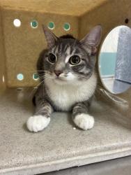 Shelter Stray Female Cat last seen Near BLOCK VICTORIAN AVE, SPARKS NV 89431, 2825 Longley Ln Suite A, Reno, NV 89502, USA