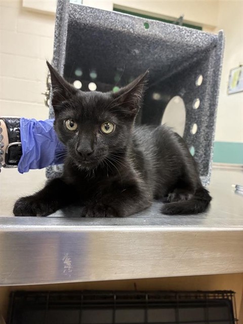 Shelter Stray Female Cat last seen Near BLOCK VICTORIAN AVE, SPARKS NV 89431, 2825 Longley Ln Suite A, Reno, NV 89502, USA