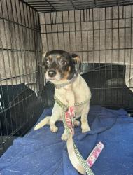 Reunited Female Dog last seen Marlow Gainesville, Gainesville, FL 32607