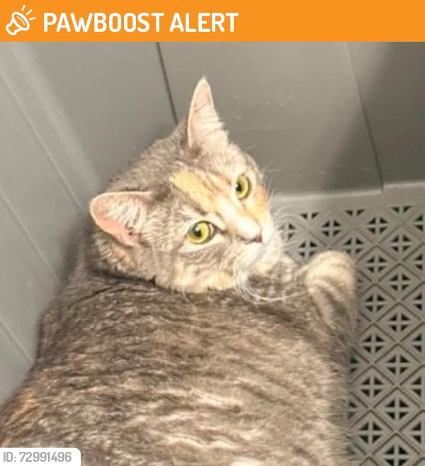 Found/Stray Female Cat last seen South Saint Paul Kwik Trip, South Saint Paul, MN 55075