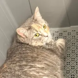 Found/Stray Female Cat last seen South Saint Paul Kwik Trip, South Saint Paul, MN 55075