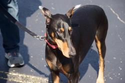 Reunited Female Dog last seen Lake Andrea near Rec Plex, Pleasant Prairie, WI 53158