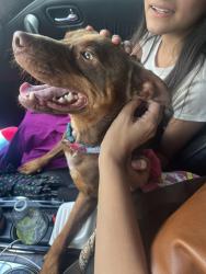 Reunited Male Dog last seen Castle Fraser dr , Houston, TX 77084