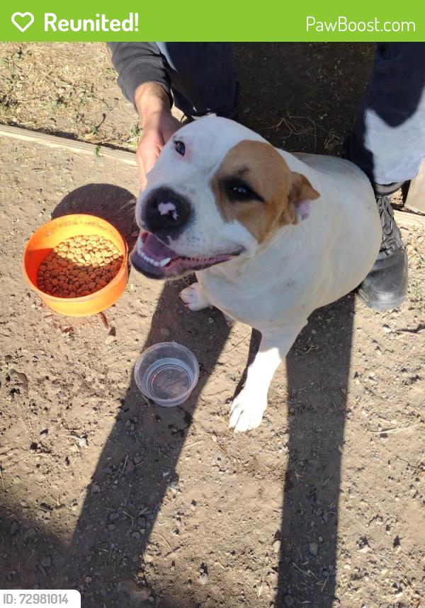 Reunited Female Dog last seen Houston and demaree Walmart , Tulare County, CA 93291