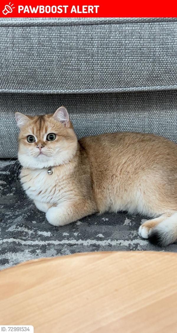Lost Male Cat last seen Wakefield Road Kinsley Pontefract WF9 5JF, Kinsley, England WF9 5JF