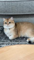Lost Male Cat last seen Wakefield Road Kinsley Pontefract WF9 5JF, Kinsley, England WF9 5JF