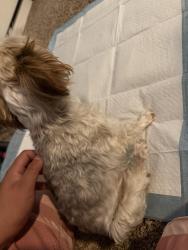 Reunited Female Dog last seen Rose ave , Modesto, CA 95355