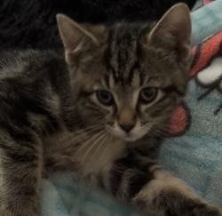 Reunited Male Cat last seen Near S Murray Boulevard , Murray, UT 84123