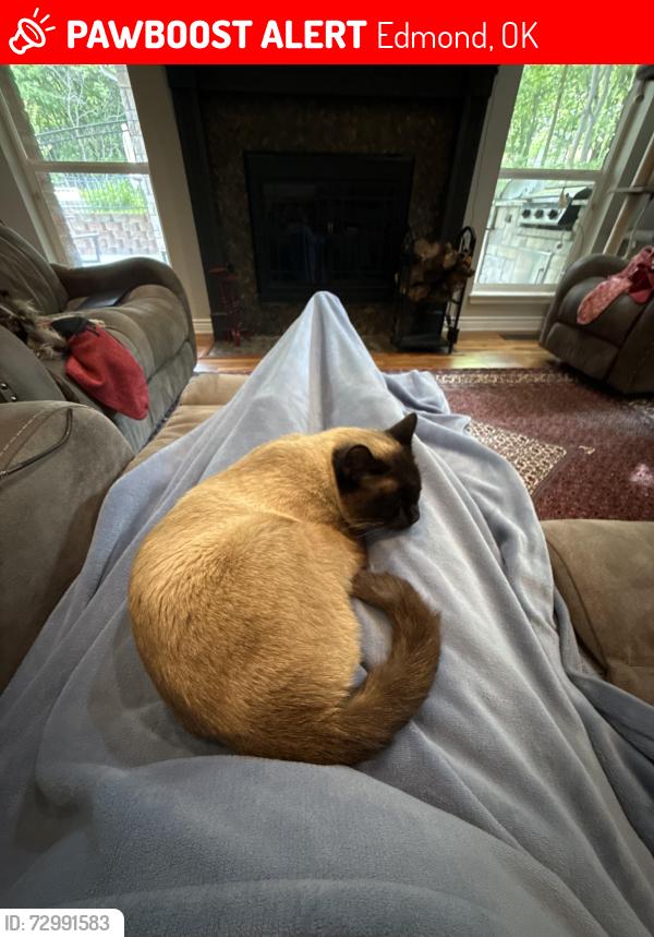 Lost Female Cat last seen Sooner Rd and Shiloh Valley Rd, Edmond, OK 73034