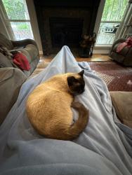 Lost Female Cat last seen Sooner Rd and Shiloh Valley Rd, Edmond, OK 73034