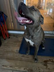 Found/Stray Female Dog last seen reflections way, Virginia Beach, VA 23452