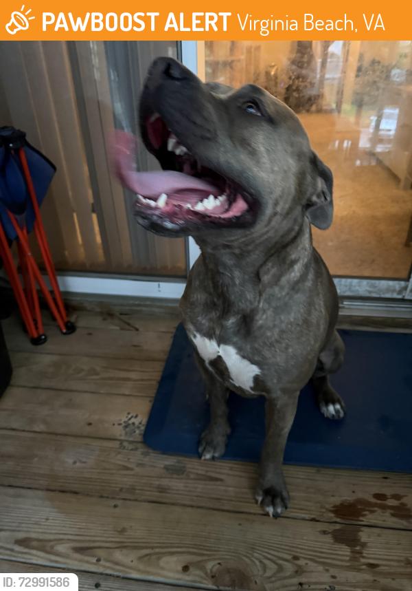 Found/Stray Female Dog last seen reflections way, Virginia Beach, VA 23452