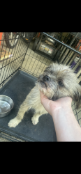 Found/Stray Male Dog last seen Sullivan/Wmbler, Davidson County, NC 27360