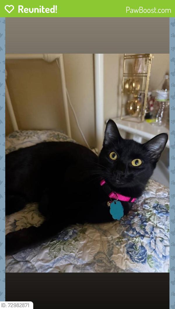 Reunited Female Cat last seen Rogers Avenue & S P st , Fort Smith, AR 72903
