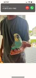 Found/Stray Unknown Bird last seen Castle Island, Boston, MA 02110