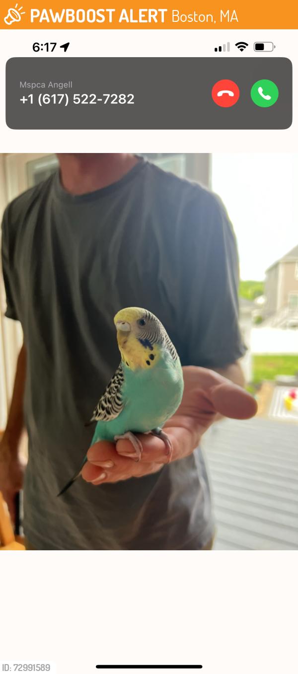 Found/Stray Unknown Bird last seen Castle Island, Boston, MA 02110