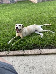 Found/Stray Male Dog last seen Aldi on 249, Houston, TX 77086