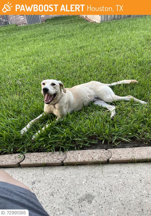 Found/Stray Male Dog last seen Aldi on 249, Houston, TX 77086