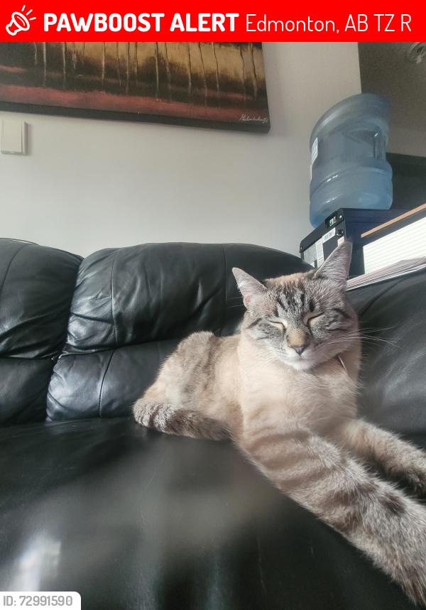 Lost Female Cat last seen Near ave and 92st, Edmonton, AB T5Z 3R6