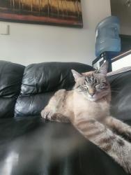 Lost Female Cat last seen Near ave and 92st, Edmonton, AB T5Z 3R6