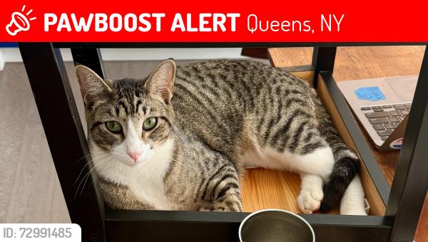 Lost Male Cat last seen Loubet St and Continental Avenue, Queens, NY 11375