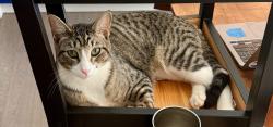 Lost Male Cat last seen Loubet St and Continental Avenue, Queens, NY 11375