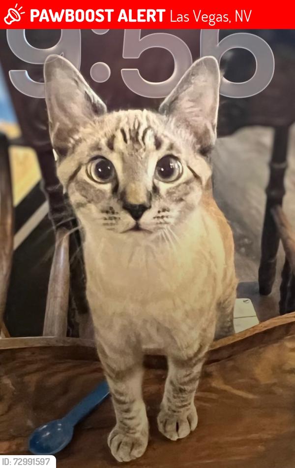 Lost Male Cat last seen Tropical and Durango, Las Vegas, NV 89149