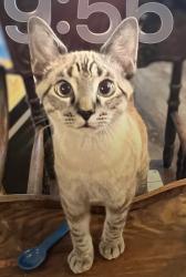Lost Male Cat last seen Tropical and Durango, Las Vegas, NV 89149
