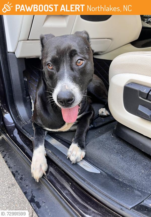 Found/Stray Female Dog last seen Musket/Flintlock Northlakes, Northlakes, NC 28601