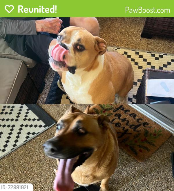 Reunited Unknown Dog last seen Near Charolais way 76017, Arlington, TX 76017