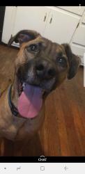 Reunited Male Dog last seen Southeastern and Arlington, Indianapolis, IN 46203