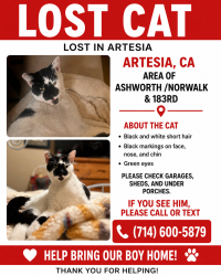 Lost Male Cat last seen Norwalk & 183rd , Artesia, CA 90701