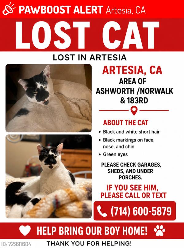 Lost Male Cat last seen Norwalk & 183rd , Artesia, CA 90701