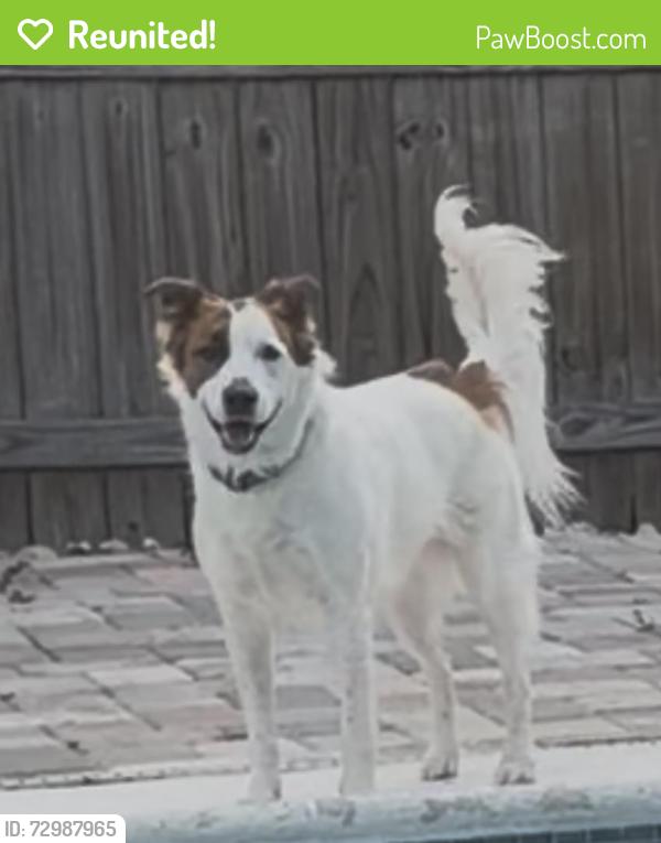 Reunited Female Dog last seen Powers Drive, Hiawassee Road, Pine Hills, FL 32808