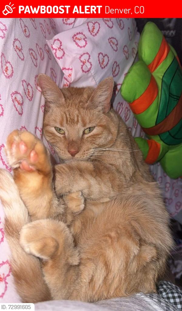 Lost Female Cat last seen Center and wolff, Denver, CO 80219