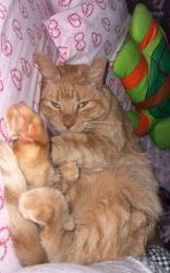 Lost Female Cat last seen Center and wolff, Denver, CO 80219