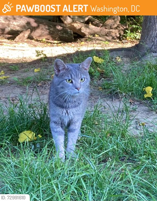 Found/Stray Unknown Cat last seen 26th and M St NW, Washington, DC 20037