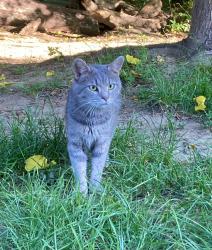 Found/Stray Unknown Cat last seen 26th and M St NW, Washington, DC 20037