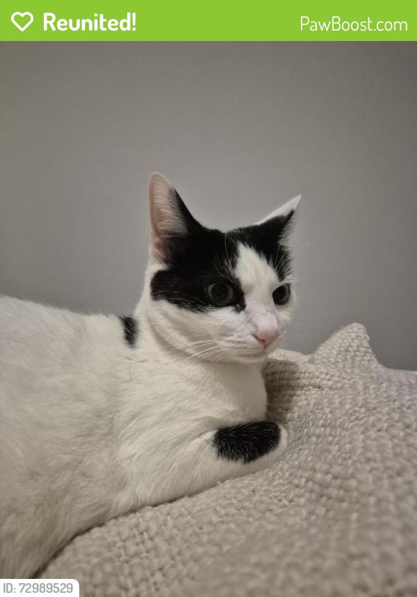 Reunited Female Cat last seen The Wirrals, Sus Drive, Medway, England ME5 0NT