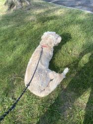 Found/Stray Male Dog last seen Bedford Lane and windmill pointe drive , Grosse Pointe Park, MI 48230