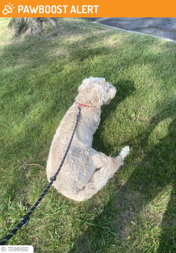 Found/Stray Male Dog last seen Bedford Lane and windmill pointe drive , Grosse Pointe Park, MI 48230