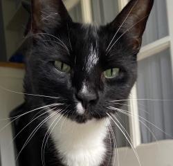 Lost Male Cat last seen West Cedar Street , Norwalk, CT 06854