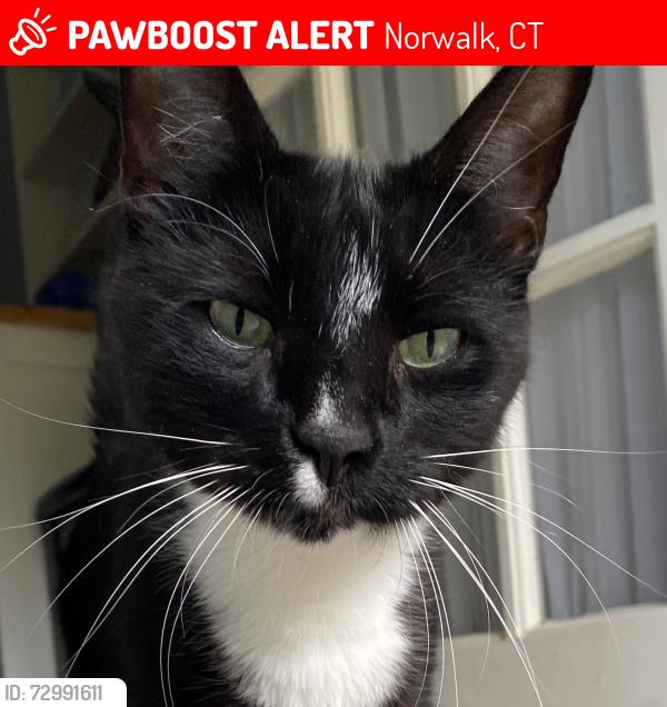 Lost Male Cat last seen West Cedar Street , Norwalk, CT 06854