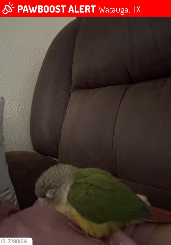 Lost Male Bird last seen Near Linda Dr, Watauga, TX 76148
