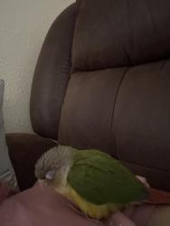 Lost Male Bird last seen Near Linda Dr, Watauga, TX 76148