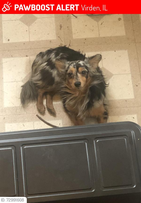 Lost Female Dog last seen Virden Ave & Reichart Rd, Virden, IL 62690