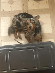 Lost Female Dog last seen Virden Ave & Reichart Rd, Virden, IL 62690