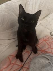 Lost Male Cat last seen Colthorpe Ln, Hutto, TX 78634